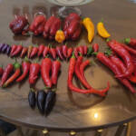I Harvested 9 Rare Pepper Varieties — Free Seeds Coming Soon!