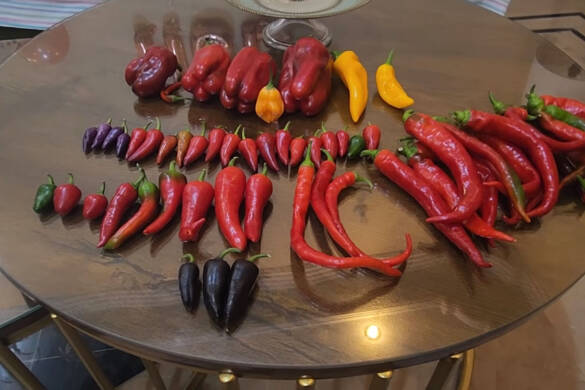 I Harvested 9 Rare Pepper Varieties — Free Seeds Coming Soon!