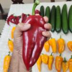 I Transplanted My Peppers Into Drain-to-Waste Hydroponics — Here's the HUGE Harvest