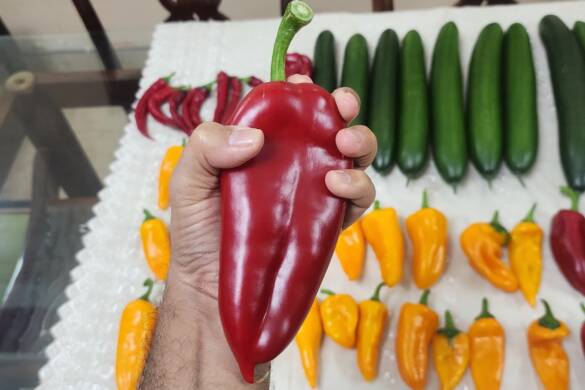 I Transplanted My Peppers Into Drain-to-Waste Hydroponics — Here's the HUGE Harvest