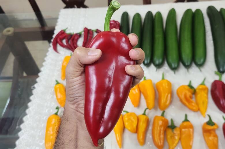 I Transplanted My Peppers Into Drain-to-Waste Hydroponics — Here's the HUGE Harvest