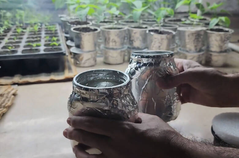 No Hydroton, No Rockwool: Pepper Plants in a Glass Jar Kratky SetupNo Hydroton, No Rockwool: Pepper Plants in a Glass Jar Kratky Setup