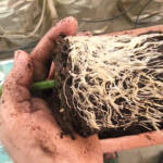 Pepper varieties shifted from small plastic cups to large container