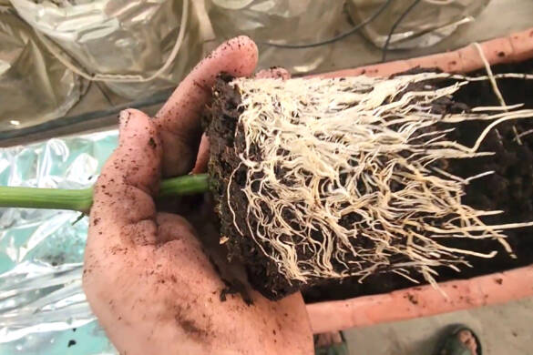 Pepper varieties shifted from small plastic cups to large container