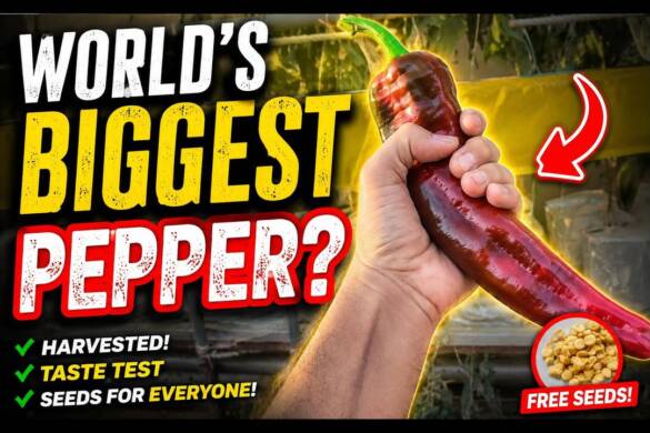 Worlds-Biggest-Pepper-grown-in-Hydroponics-System