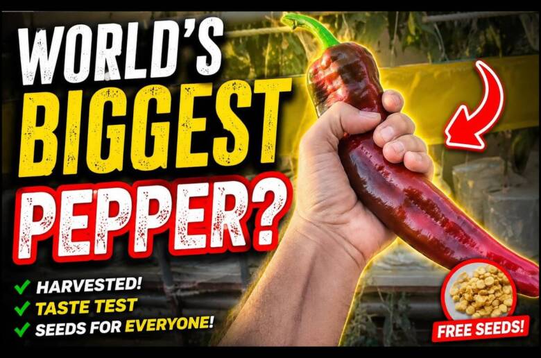 Worlds-Biggest-Pepper-grown-in-Hydroponics-System