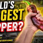 World's Biggest Pepper grown in Hydroponics System-Hydroponics at Home - Rooftop Hydroponics Gardening