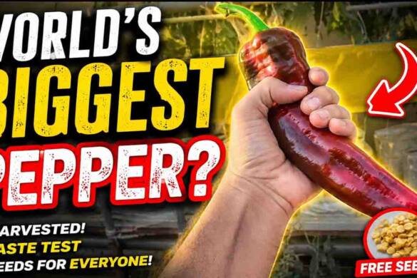 World's Biggest Pepper grown in Hydroponics System-Hydroponics at Home - Rooftop Hydroponics Gardening