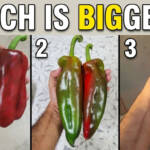 Biggest-Pepper-in-the-world-Worlds-biggest-pepper