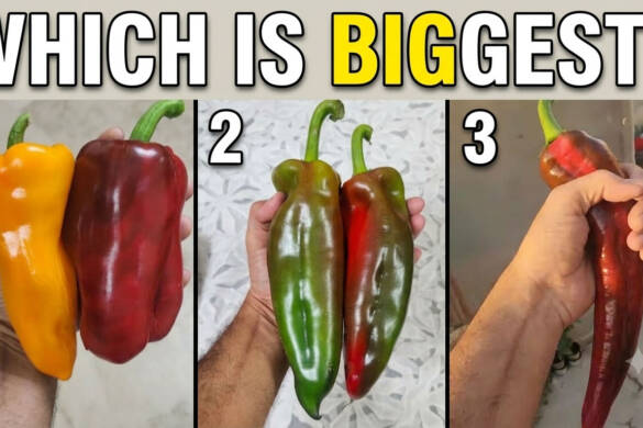 Biggest-Pepper-in-the-world-Worlds-biggest-pepper