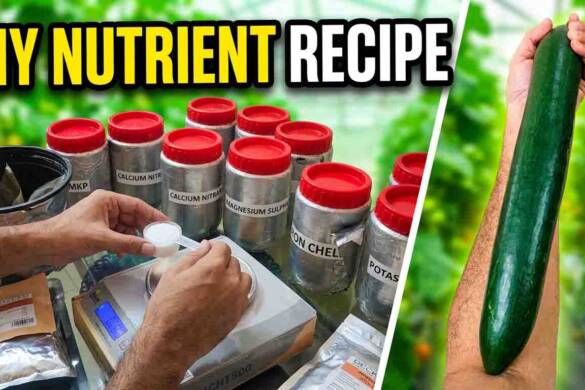 How to Make Hydroponic Nutrients for Cucumbers — Complete DIY Recipe for Beginners