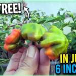 This Pepper Plant Turned Into a 5 Foot Tree in Just a 6 Inch Pot - Hydroponics at Home - Hydroponics Rooftop Gardening