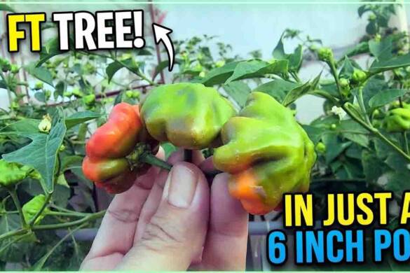 This Pepper Plant Turned Into a 5 Foot Tree in Just a 6 Inch Pot - Hydroponics at Home - Hydroponics Rooftop Gardening
