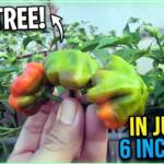 This Pepper Plant Turned Into a 5 Foot Tree in Just a 6 Inch Pot - Hydroponics at Home - Hydroponics Rooftop Gardening