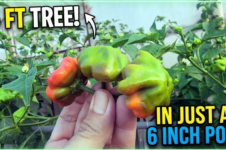 This Pepper Plant Turned Into a 5 Foot Tree in Just a 6 Inch Pot - Hydroponics at Home - Hydroponics Rooftop Gardening