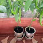 Transplanting-My-Home-Grown-Hydroponics-Jimmy-Nardello-Peppers-Into-Hydroponic-Cocopeat-Substrate-Based-System