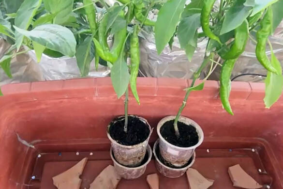 Transplanting-My-Home-Grown-Hydroponics-Jimmy-Nardello-Peppers-Into-Hydroponic-Cocopeat-Substrate-Based-System